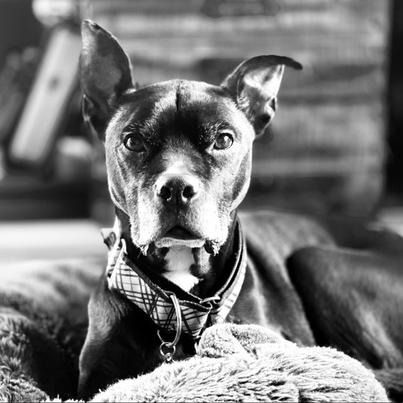 Meet your Posher, Jamie - Picture 1 of 1